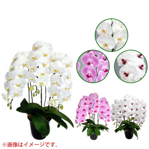 売れ筋 楽天市場 胡蝶蘭 大輪系 3本立ち Cグレード 7号 白 ピンク 赤リップ 胡蝶蘭 誕生日 結婚式 母の日 父の日 クリスマス プレゼント 敬老 ギフト大輪 3本立ち 送料無料 開店祝い 花 洋蘭 おしゃれ おすすめ Cb99 買援隊 無料長期保証 Lexusoman Com