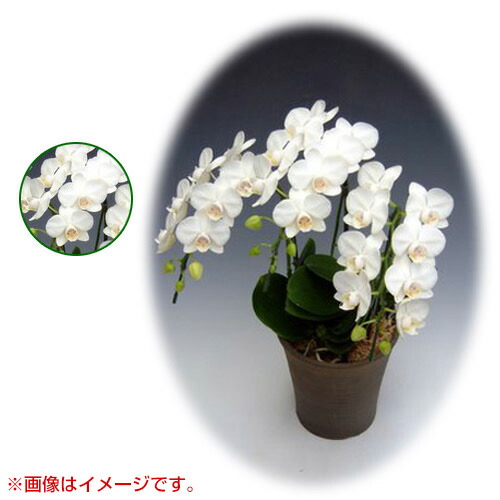 受賞店舗 楽天市場 胡蝶蘭 ミディ系 小リンタイプ 2本立ち 5号 アマビリス 胡蝶蘭 ミディ 誕生日 結婚式 母の日 父の日 クリスマス プレゼント 敬老 ギフト 送料無料 開店祝い 花 洋蘭 おしゃれ おすすめ Cb99 買援隊 魅了 Www Lexusoman Com