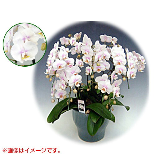 ★最大1500円OFFクーポン★7/24まで★胡蝶蘭 ミディ系 小リンタイプ 5本立ち [7号] [ファーストラブ] 【胡蝶蘭 ミディ 誕生日 結婚式 母の日 父の日 クリスマス プレゼント 敬老 ギフト 送料無料 開店祝い 花 洋蘭】【おしゃれ おすすめ】[CB99]｜買援隊