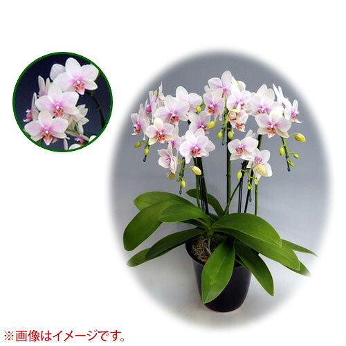 ★最大1500円OFFクーポン★7/24まで★胡蝶蘭 ミディ系 中大リン系タイプ 5本立ち [7号] [ハルガスミ] 【胡蝶蘭 ミディ 誕生日 結婚式 母の日 父の日 クリスマス プレゼント 敬老 ギフト 送料無料 開店祝い 花 洋蘭】【おしゃれ おすすめ】[CB99]｜買援隊