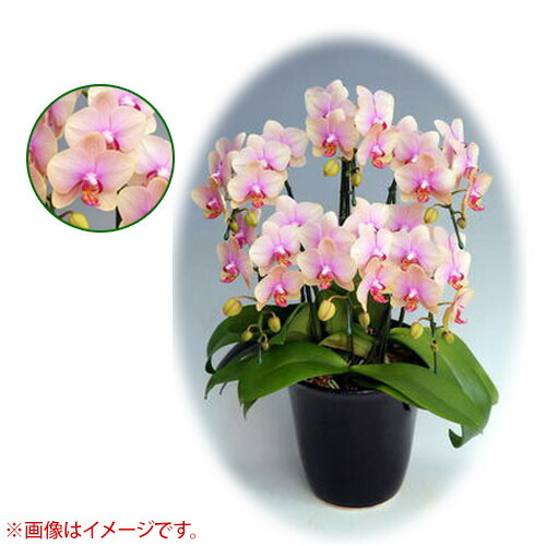 結婚式 開店祝い 花 送料無料 母の日 7号 プレゼント ミディ系 花 観葉植物 プレゼント 胡蝶蘭 花 ギフト 5本立ち 洋蘭 贈り物やプレゼントなどにおすすめ クリスマス おすすめ ミディ 小リンタイプ おしゃれ Cb99 買援隊 敬老 父の日 送料無料