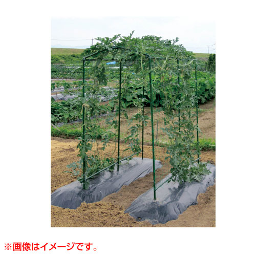 楽天市場 第一ビニール 菜園つる棚セット Tds 1 8 80cm 180cm 家庭菜園 キュウリ ゴーヤ エンドウ 小玉スイカ 小型カボチャ 空中栽培 棚 園芸 支柱 用品 キット 菜園 野菜作り おしゃれ おすすめ Cb99 買援隊