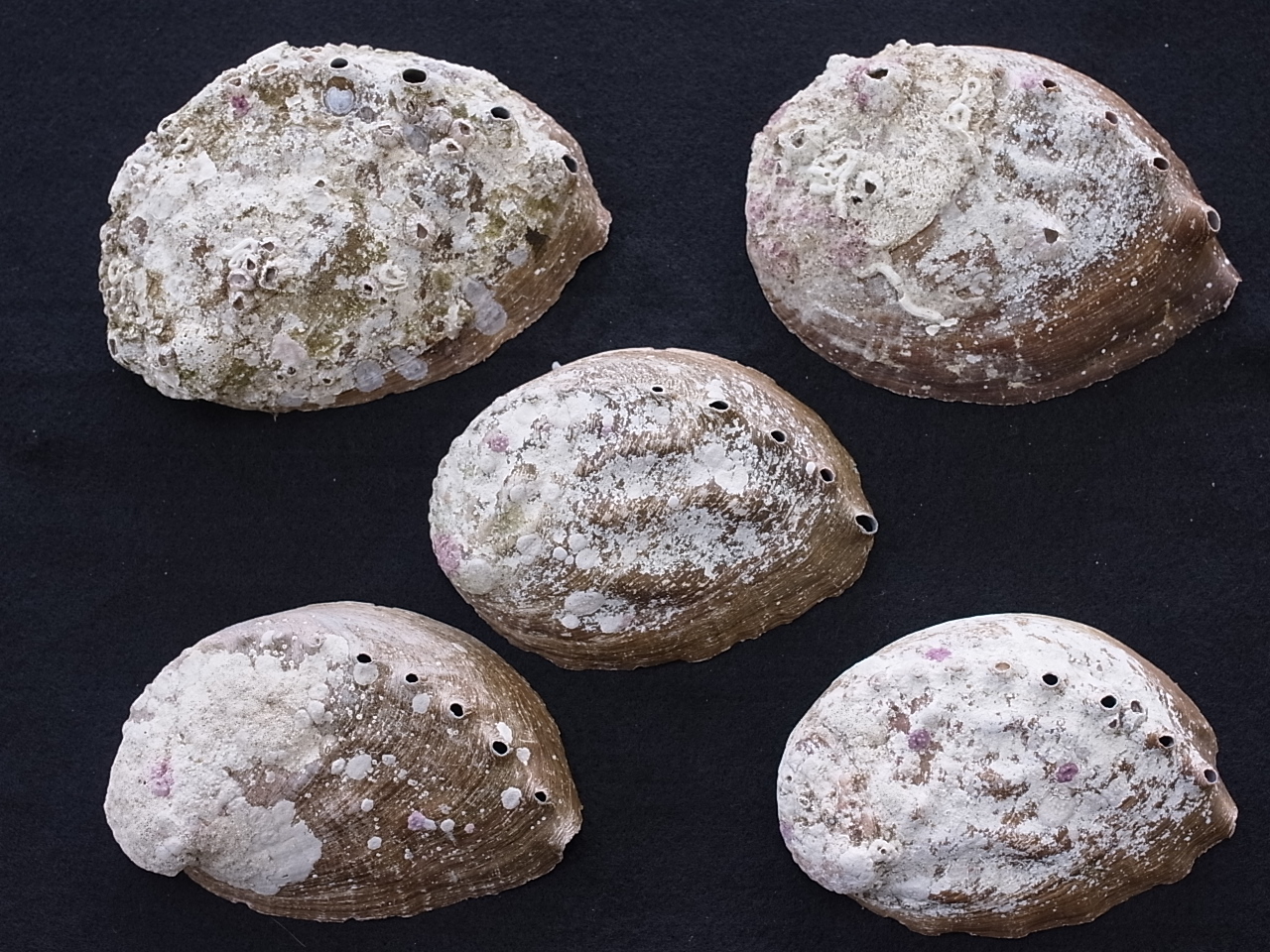 楽天市場 エゾアワビ 自然 約8 11ｃｍ 5枚 貝 貝殻 シェル アワビ ミミガイ科 貝殻専門店 貝殻の問屋さん