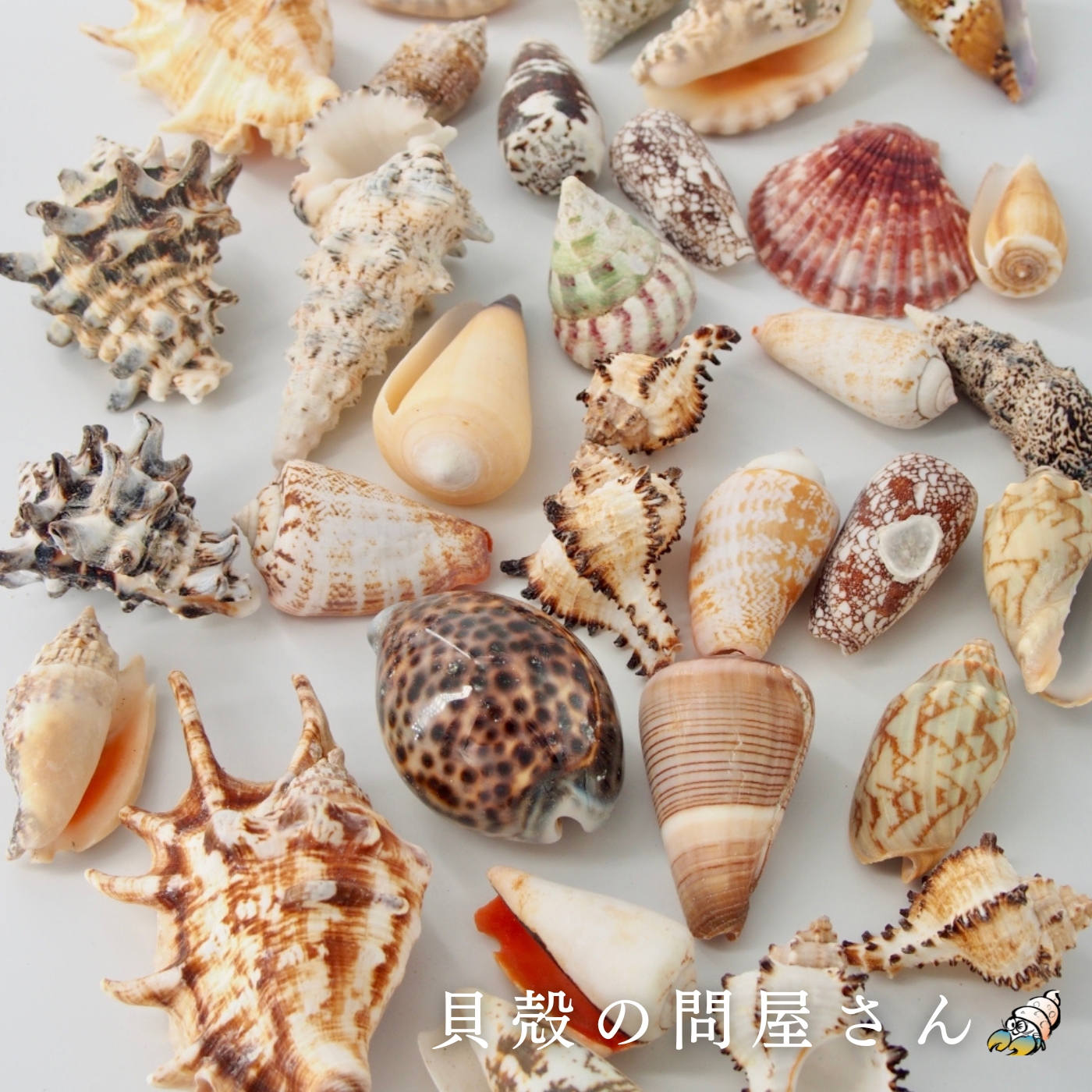 楽天市場】［巻貝］テングガイ（約8～25ｃｍ）貝 貝殻 シェル 巻貝 