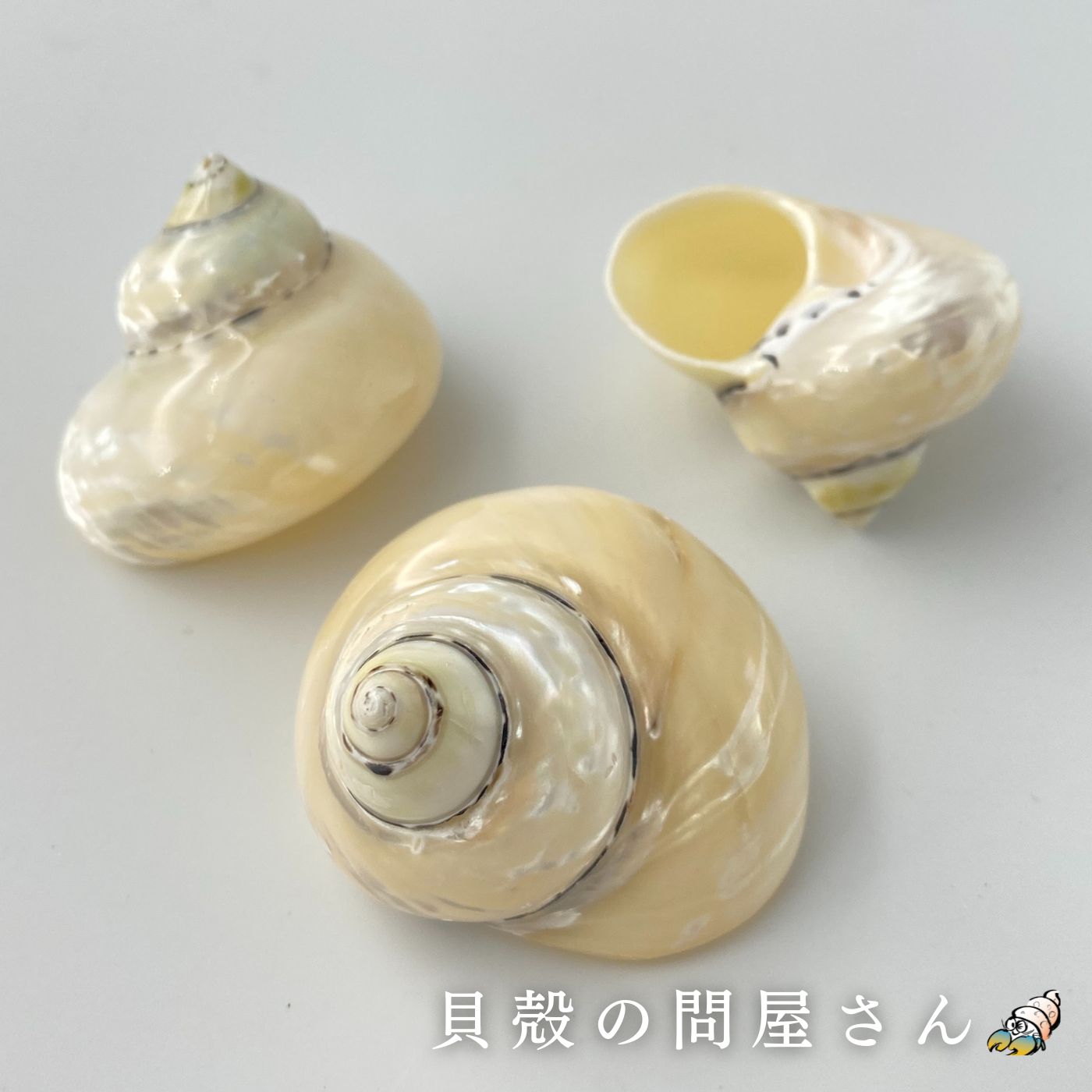 楽天市場】［巻貝］リュウテンサザエ 磨き(約4～6ｃｍ) 貝 貝殻 シェル 巻貝 磨き アクセサリー コレクター 置物 ホワイト フォト デザイン  ブライダル : 貝殻専門店 貝殻の問屋さん 小売部