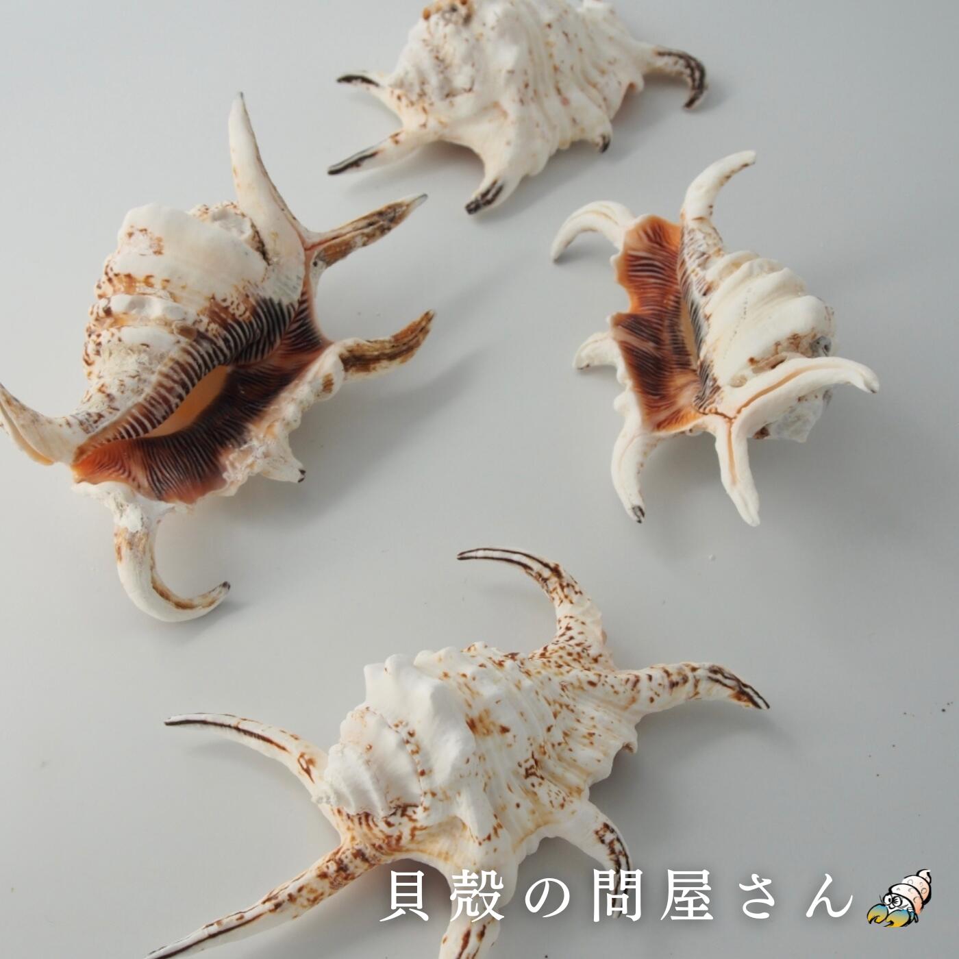 楽天市場】［イモガイ］サラサミナシ（磨き）【約6cm±0.5cm/1個】貝