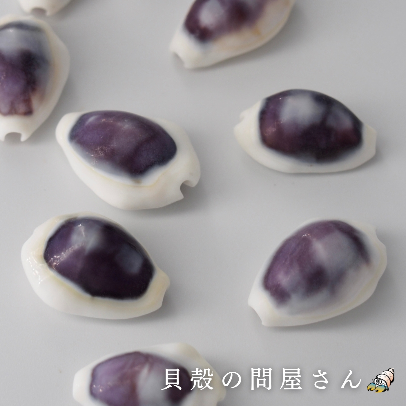 楽天市場】［宝貝］シプレアタイガー特大【約8.5ｃｍ以上/1個】貝 貝殻 