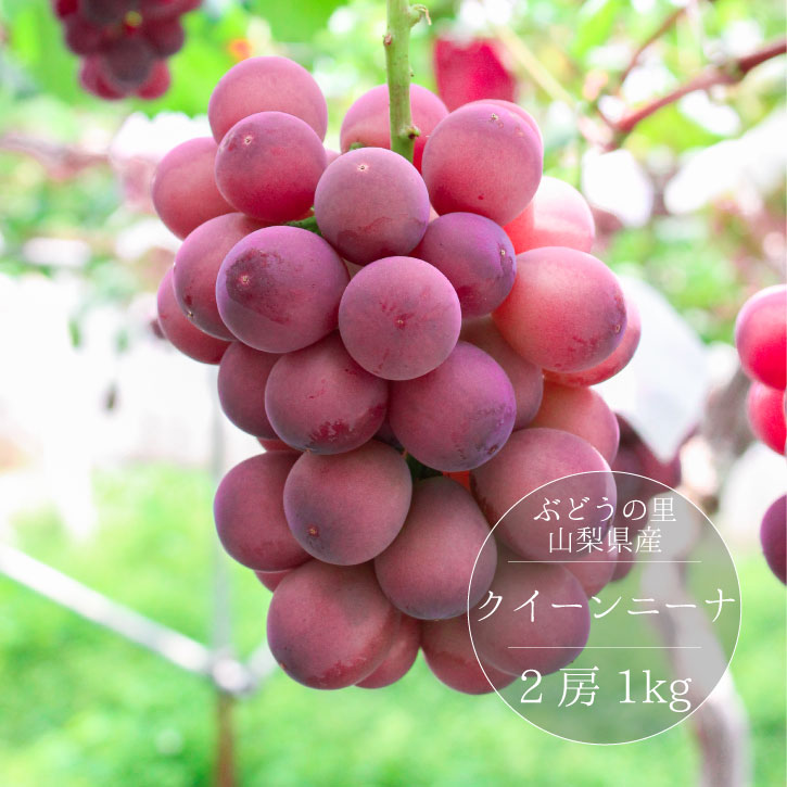クイーンニーナ 2房  山梨県産 希少 化粧箱入り 朝摘み 甘さの際立つ 大粒 ぶどう 【9月上旬～9月下旬】 クインニーナ 果物 フルーツ ブドウ ギフト