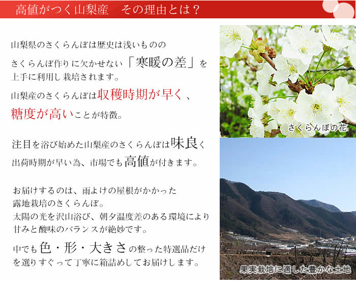 楽天市場 山梨県産 特選 さくらんぼ 紅秀峰 べにしゅうほう ｌ 2lサイズ 1kg 産地直送 ギフト プレゼント フルーツギフト 贈答品 父の日 送料無料 先行予約 6月中旬より発送 甲斐国物語