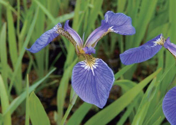 楽天市場】キリガミネヒオウギアヤメ 4号 【初夏の山野草】【湿