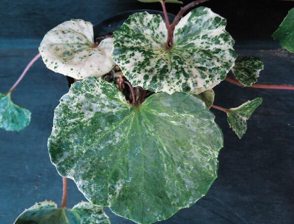 ヒ*ラ様 ココスヤシシルバーリーフ【極太】葉先170cm幹回り80cm 幹高20 楽天市場】トキワキブシ シルバーウルフ 5号ポット苗 【ハナヒロ