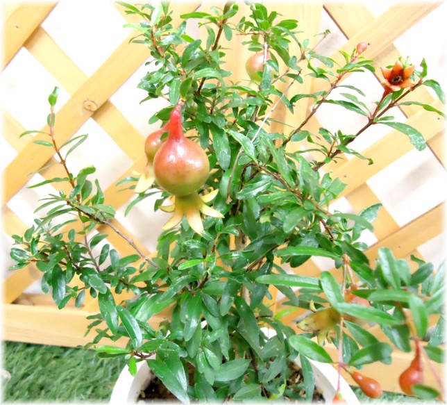 楽天市場 姫ザクロ 4 5号ポット植え 1本 ｅ フラワー