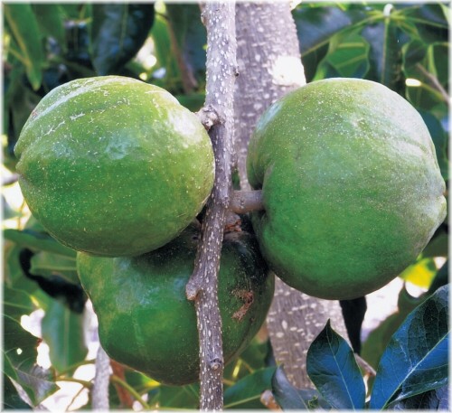 楽天市場】ホワイトサポテ苗 スマザーズ種 接木苗 : 沖縄サトウキビ畑