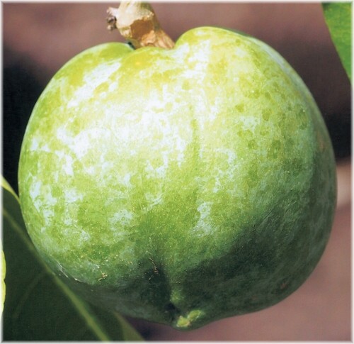 楽天市場】ブラックサポテ 【コロッサル】 取り木 1年生苗 : 苗木部