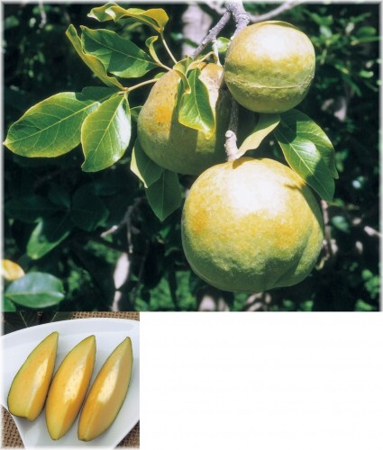 楽天市場】ホワイトサポテ苗 スマザーズ種 接木苗 : 沖縄サトウキビ畑