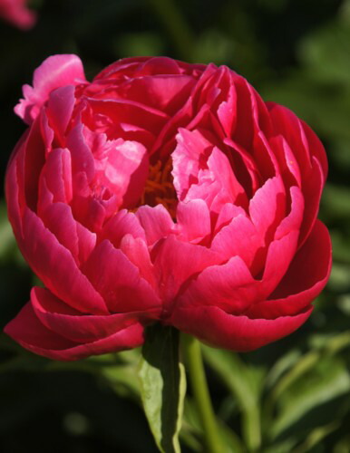 楽天市場 ダリア ウェディングマーチ ポット植え球根 1球 ｅ フラワー