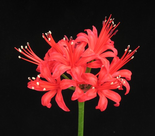 ネリネ スカーレット 全日本送料無料 1球 ポット植え球根