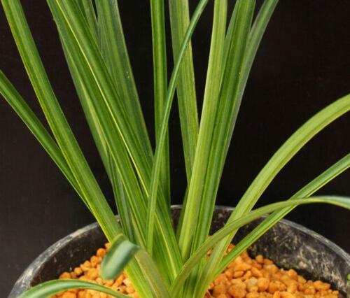 斑入りヒガンバナ 球根 1球 入荷予定 21年7月下旬頃 Umu Ac Ug