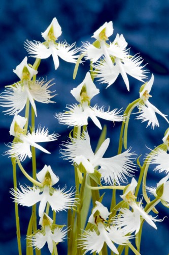 楽天市場 サギソウ 球根 30球 入荷予定 21年11月頃 ｅ フラワー