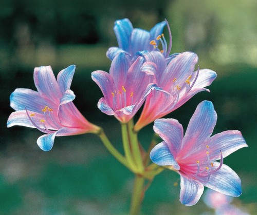 楽天市場】ライラック カルペディエム 接木2年生 1本 : e-フラワー