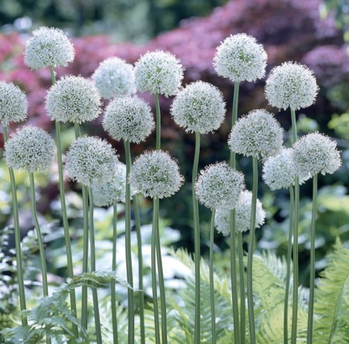 楽天市場】アリウム シューベルティ 苗 3.5号 花壇苗 球根植物