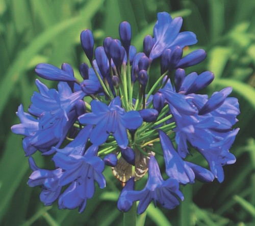 楽天市場】アガパンサス苗 アトミックブルーム : 花の王国