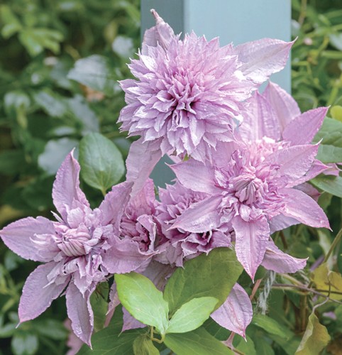 楽天市場】原種クレマチス モアフィールディー （実生） : 日本花卉