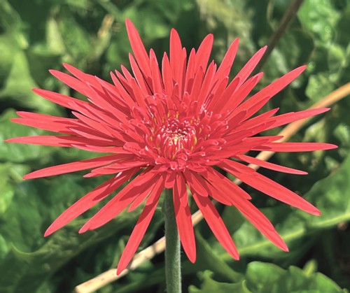 楽天市場】【選べる4色】ガーベラ（ミニ）3号苗 : 千草園芸