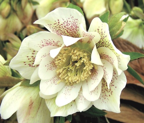 楽天市場】クリスマスローズ モリーズホワイト 大株 苗 5号