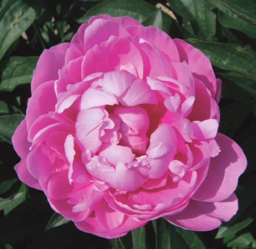 楽天市場】シャクヤク(芍薬) レッドサラベルナール 7号苗 : 千草園芸