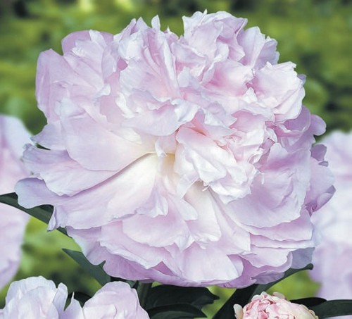 楽天市場】シャクヤク(芍薬) レッドサラベルナール 7号苗 : 千草園芸