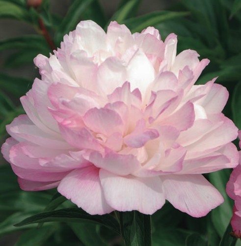 【花苗】芍薬 サラベルナール ★新芽2つ付き★ 淡ピンク 大輪 バラ咲き 八重咲 花苗】芍薬 サラベルナール ☆新芽2つ付き☆ 淡ピンク 大輪 バラ