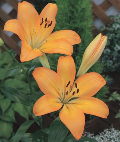 楽天市場】リコリス アルビピンク 1球 : 千草園芸