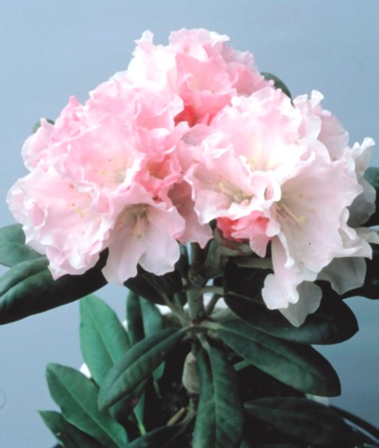 楽天市場】紅花ヤマシャクヤク 7号 : 千草園芸