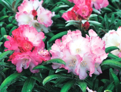 オキシャクナゲ/濃色【現品発送】管理70621 オキシャクナゲ/濃色【現品発送】管理70621