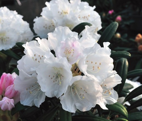 楽天市場】屋久島石楠花(ヤクシマシャクナゲ) 6号鉢植え 苗木(d10