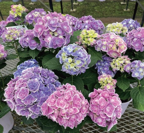 アジサイ苗 アジサイ キュート 苗 販売 苗木部 By 花ひろばオンライン