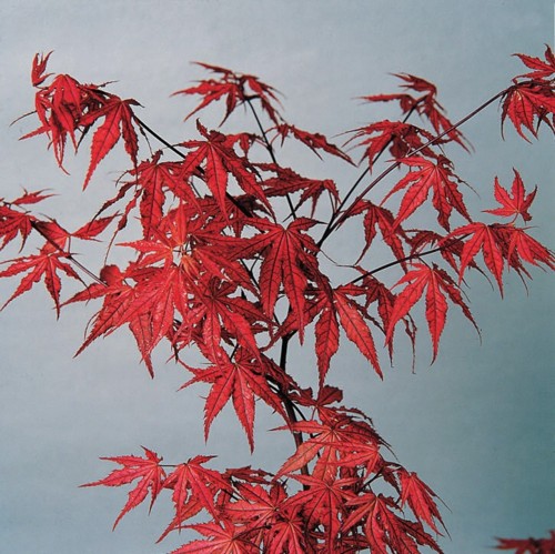 紅葉(モミジ)鴫立沢（シギタツサワ）【現品発送】管理70553 紅葉(モミジ)鴫立沢（シギタツサワ）【現品発送】管理60246 庭木