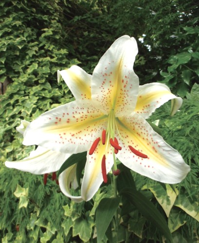 楽天市場】山百合（ヤマユリ）ゴールドバンド球根 特大球 球周22