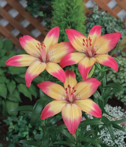 楽天市場】山百合（ヤマユリ）ゴールドバンド球根 特大球 球周22