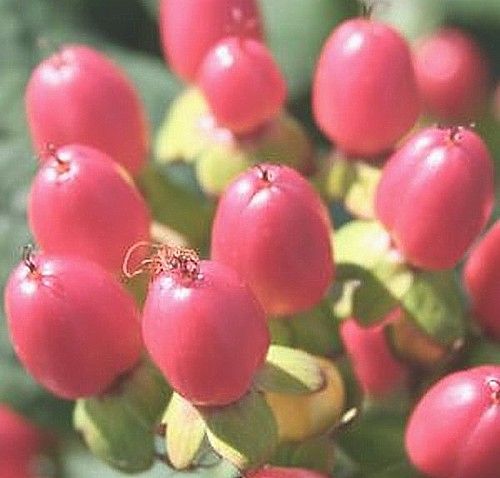 楽天市場 ヒペリカム マジカルレッド ポット苗 1本 入荷予定 21年10月頃 ｅ フラワー