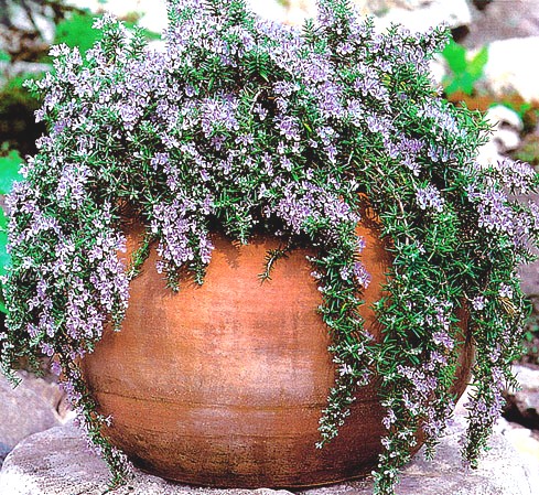 Lily　ライラック　カルベティエム　１苗♪ imgrc0131624010.jpg