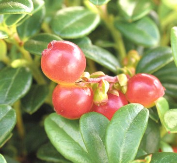 楽天市場 リンゴンベリー 4号ポット苗 1本 入荷予定 年10月下旬 11月頃 ｅ フラワー