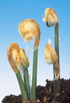 楽天市場 ワラビ 苗 山菜 わらび 4号ポット苗 苗木 野菜 野菜苗 苗木の専門店 グリーンでｇｏ