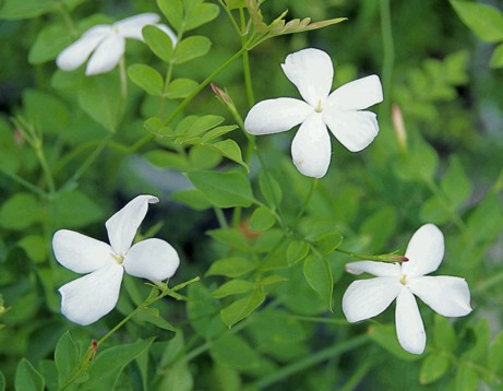 楽天市場 ロイヤルジャスミン ポット苗 1本 ｅ フラワー