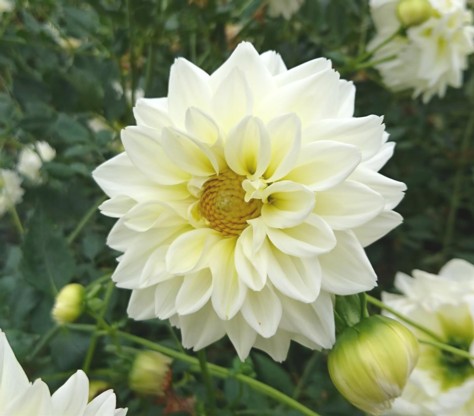 楽天市場 ダリア ウェディングマーチ ポット植え球根 1球 ｅ フラワー