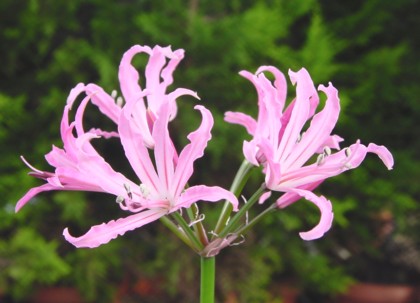 ネリネ フミリス ポット植え球根 入荷予定 22年8月 9月頃 1球 公式