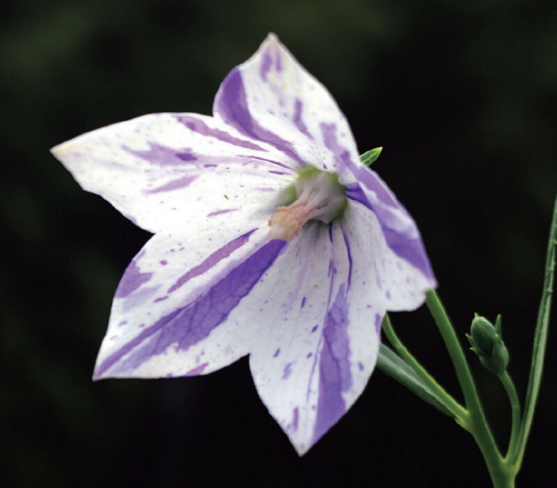 桔梗 第2類医薬品】クラシエ JPS 桔梗石膏（ききょうせっこう）エキス