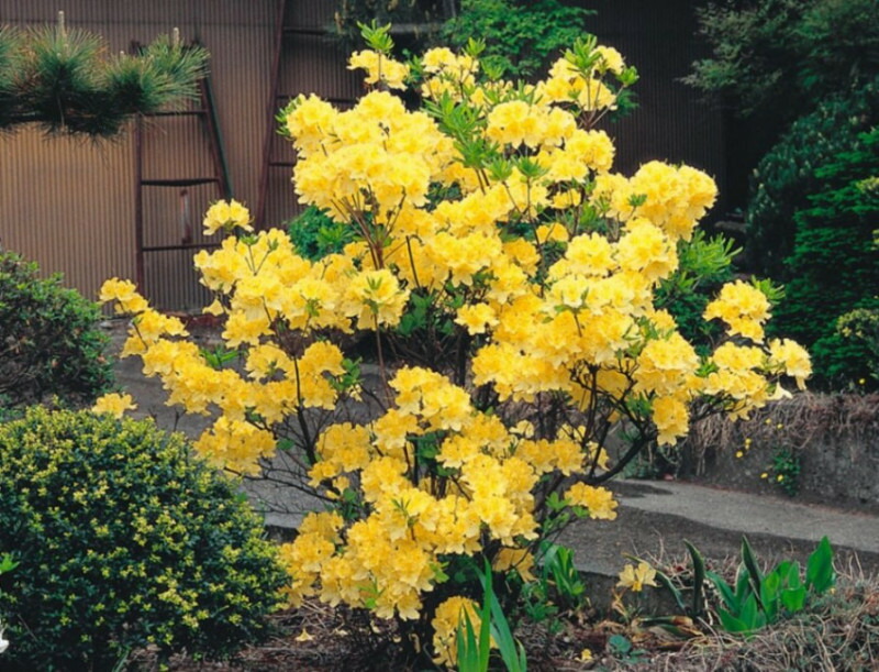 楽天市場】ライラック プレジデントグレビー 接木2年生 1本 : e-フラワー