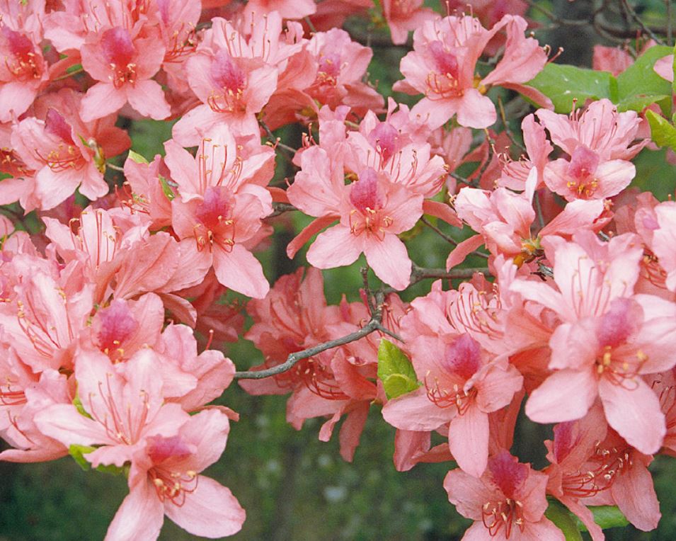 楽天市場】アケボノツツジ 挿し木1年生 7.5cmポット : 富士園芸楽天市場店